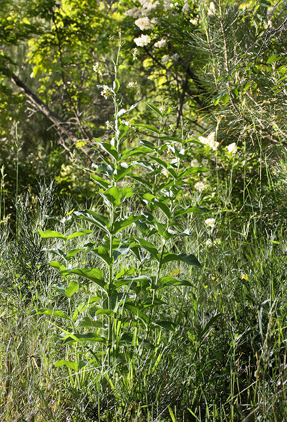 Image of Vincetoxicum hirundinaria specimen.