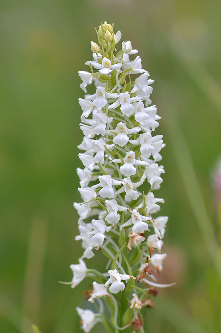 Изображение особи Gymnadenia conopsea.