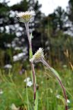 Erigeron eriocalyx