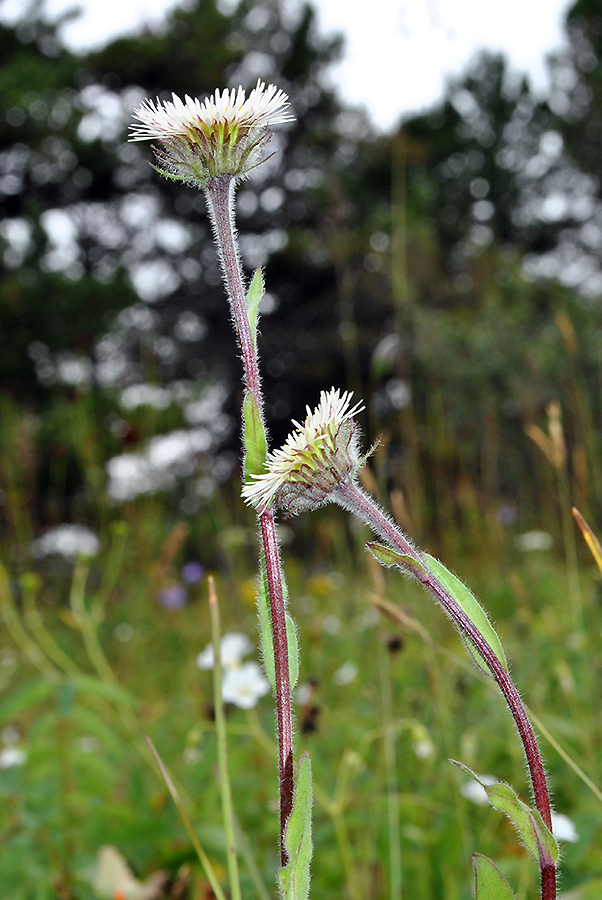 Image of Erigeron eriocalyx specimen.