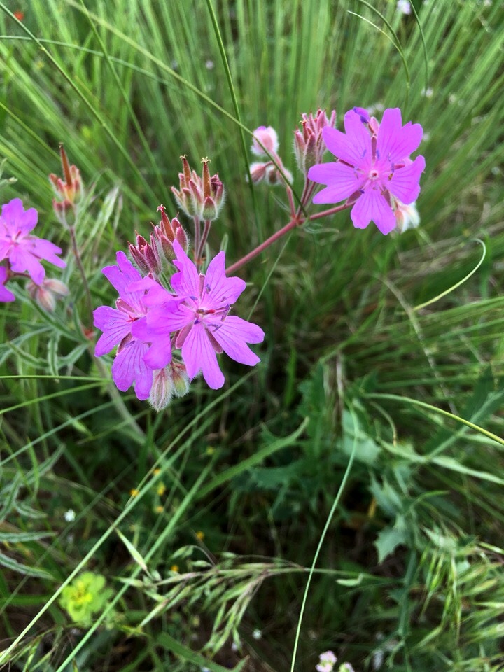 Image of Geranium tuberosum specimen.