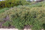 Sarcopoterium spinosum. Плодоносящие растения. Израиль, г. Тель-Авив, парк Ариэля Шарона, около дороги. 20.02.2022.