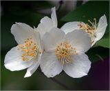 Philadelphus pubescens