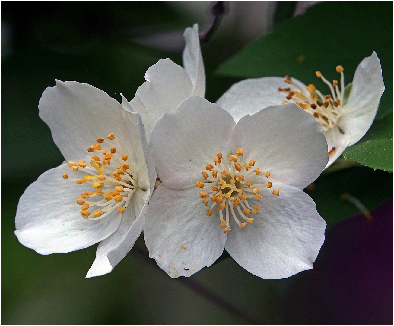 Image of Philadelphus pubescens specimen.