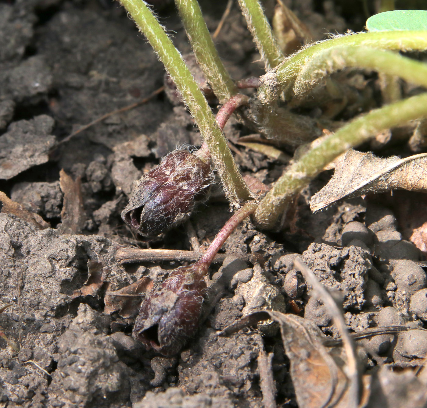 Image of Asarum intermedium specimen.