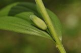 Polygonatum humile