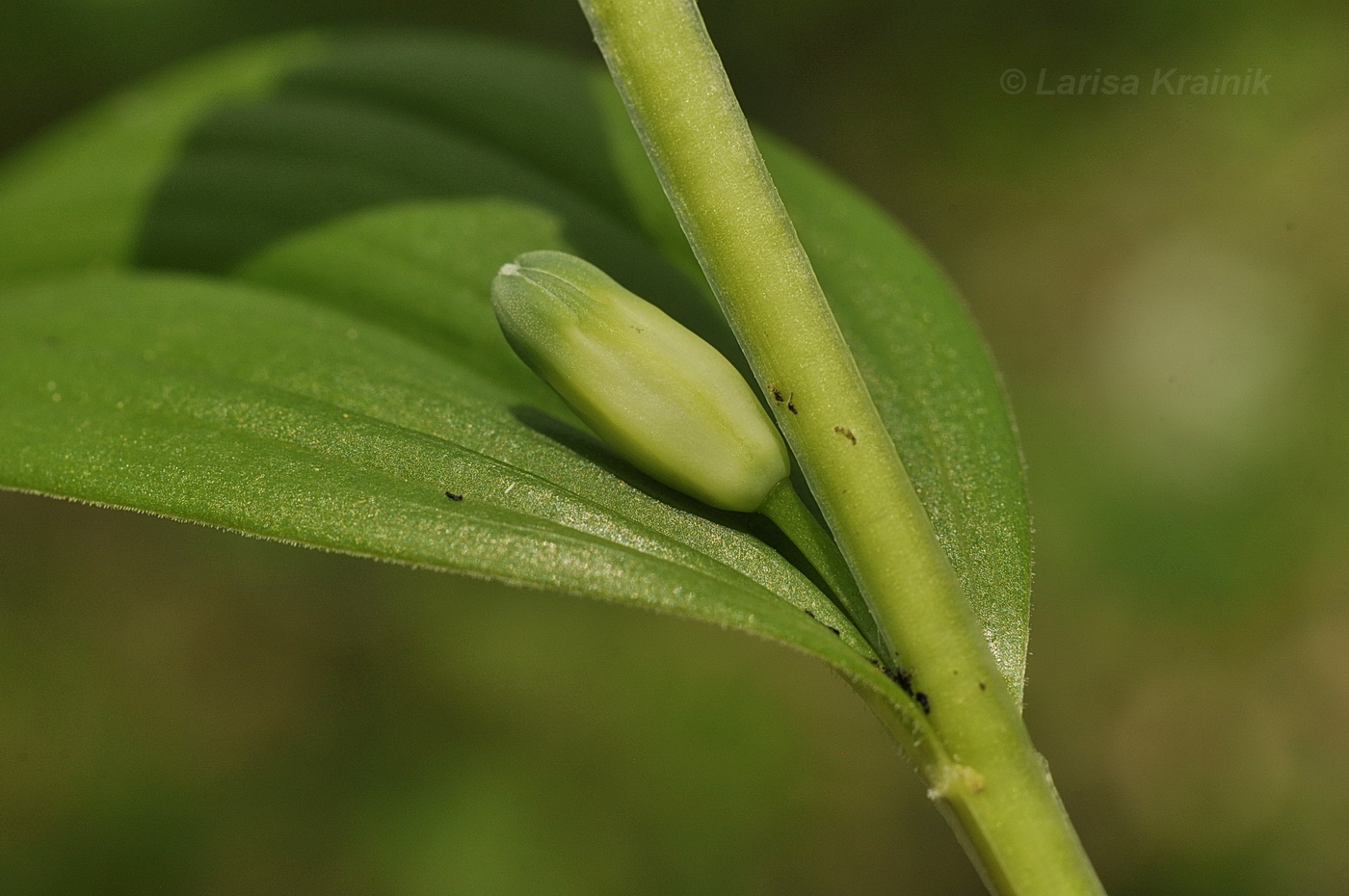 Изображение особи Polygonatum humile.