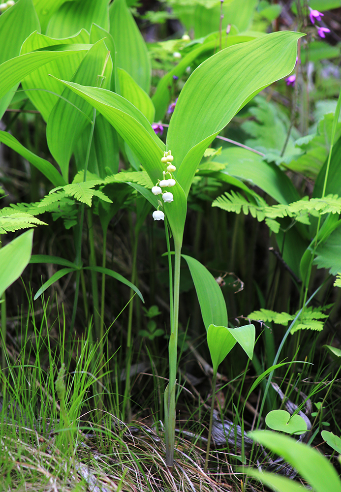 Image of Convallaria keiskei specimen.