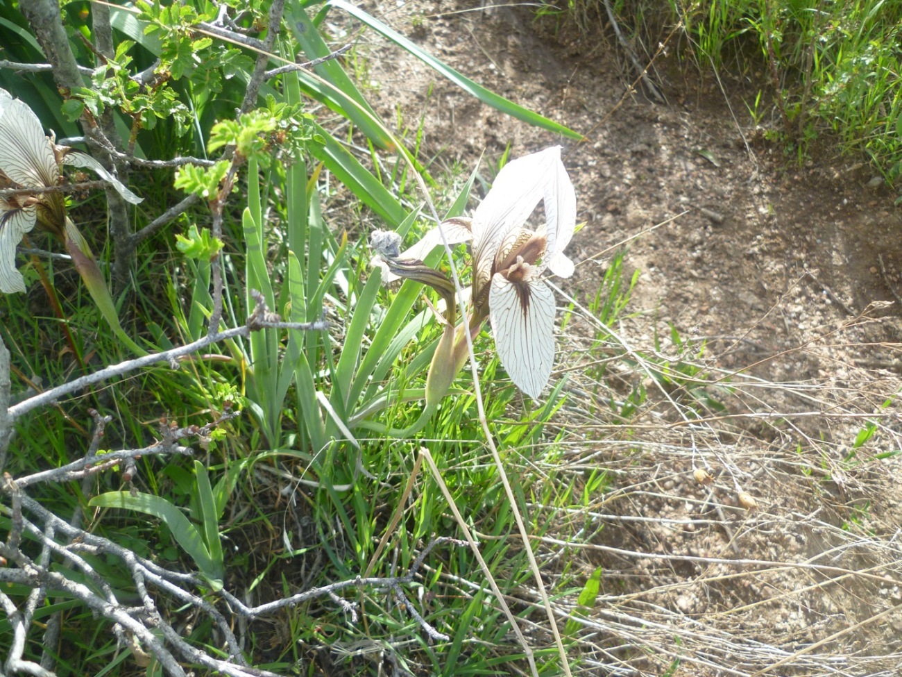 Image of Iris korolkowii specimen.