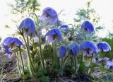 Pulsatilla ajanensis