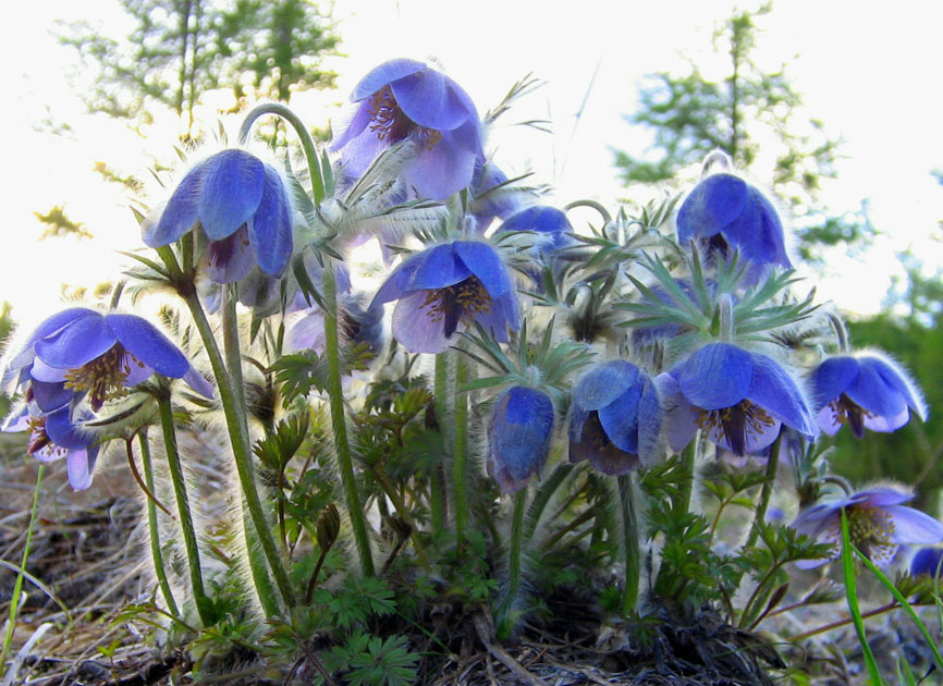 Image of Pulsatilla ajanensis specimen.