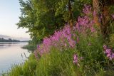 Hesperis matronalis