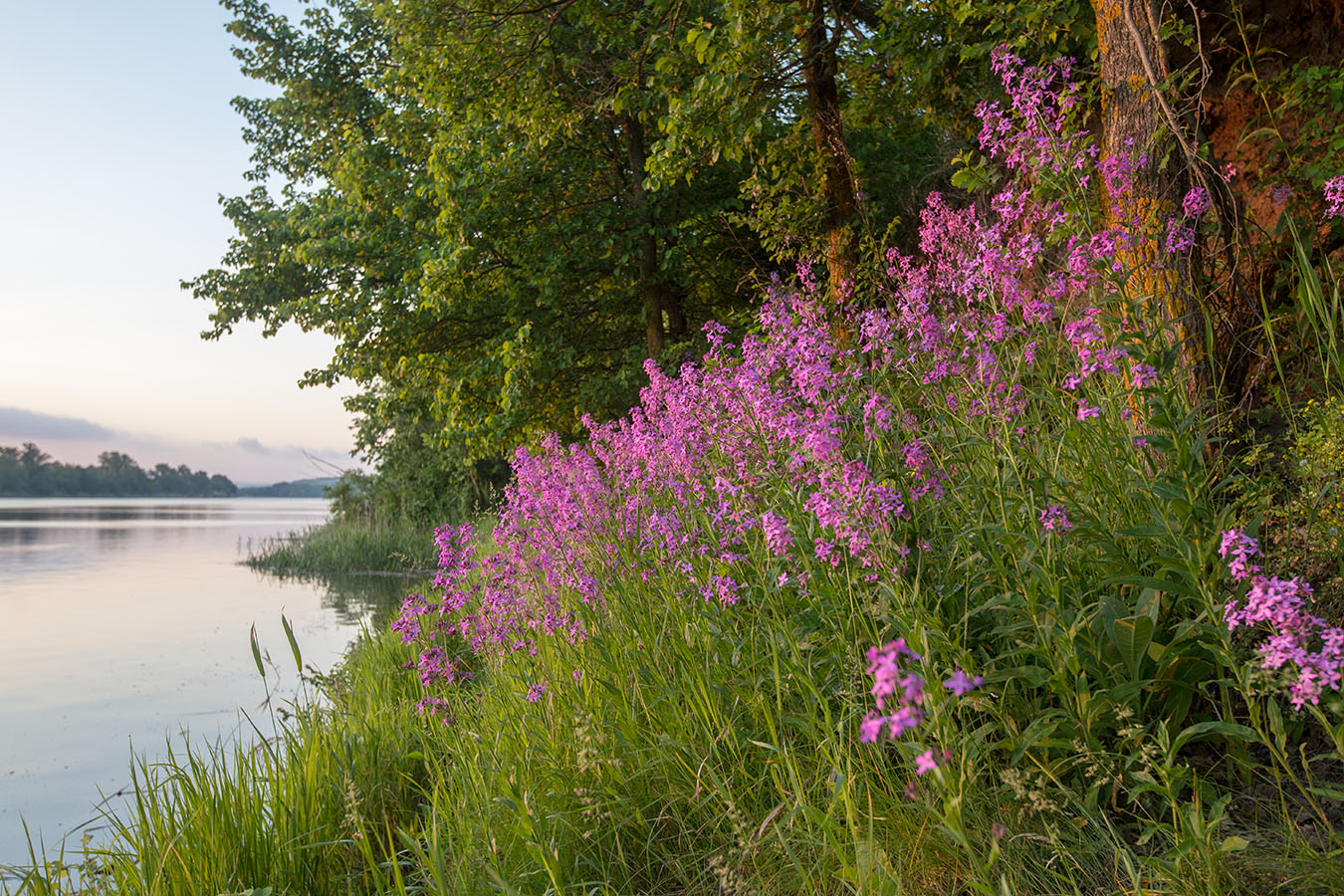 Изображение особи Hesperis matronalis.