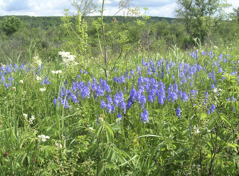 Image of Veronica teucrium specimen.