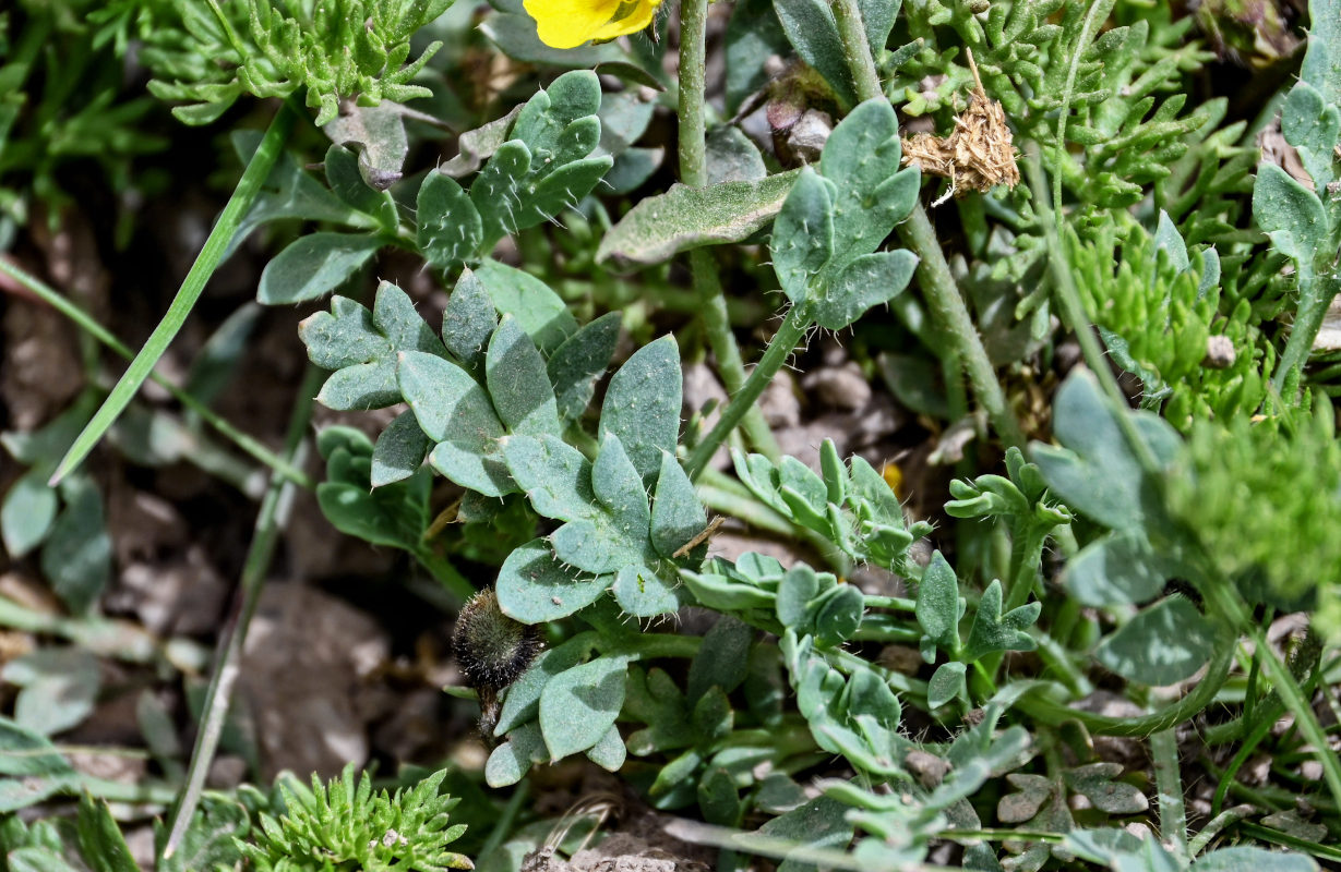 Image of Papaver croceum specimen.