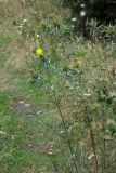 Carthamus lanatus. Верхушки побегов с цветущим и отцветшими соцветиями. Республика Адыгея, г. Майкоп, восточная окраина, обочина грунтовой дороги между зарослями кустарников и лесополосой. 24.07.2022.