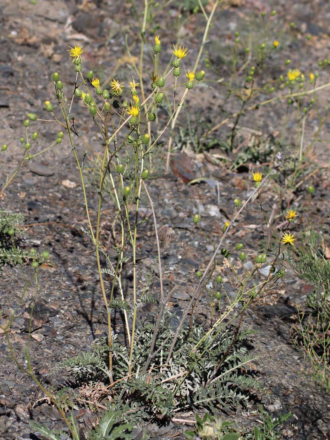 Image of Cousinia korolkowii specimen.