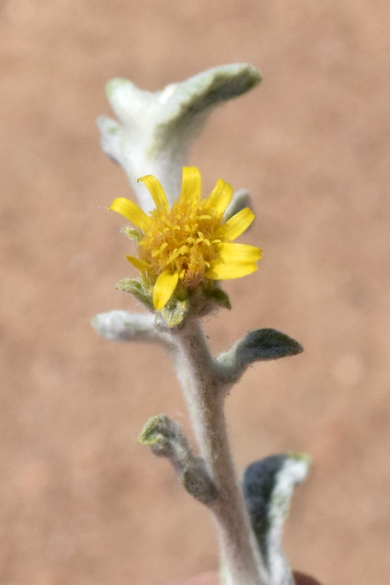 Image of Pulicaria salviifolia specimen.