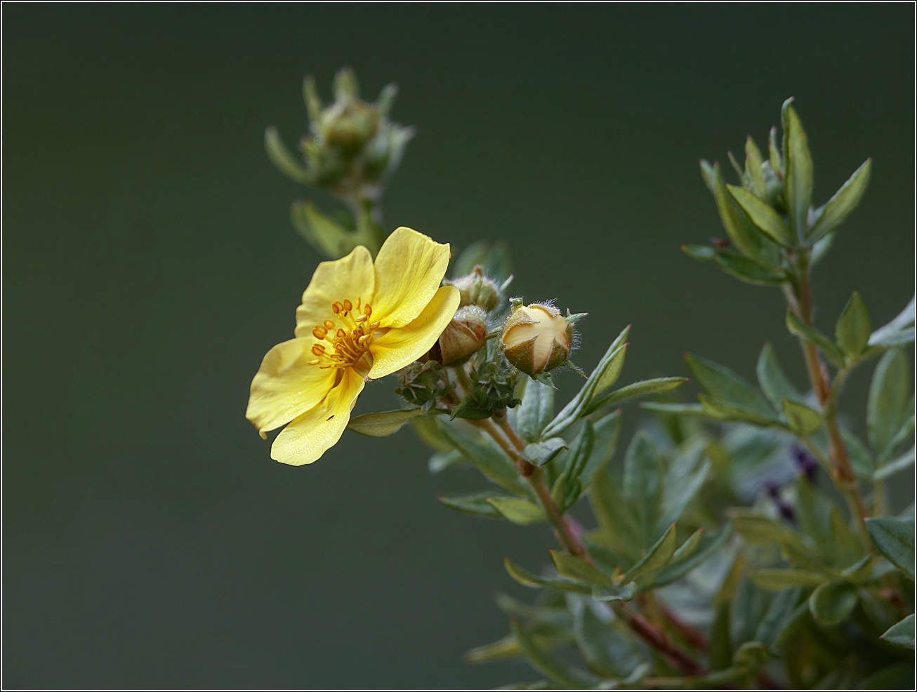 Image of Dasiphora fruticosa specimen.