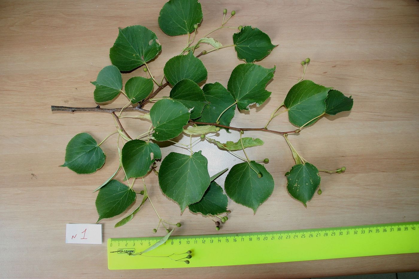 Изображение особи Tilia platyphyllos.