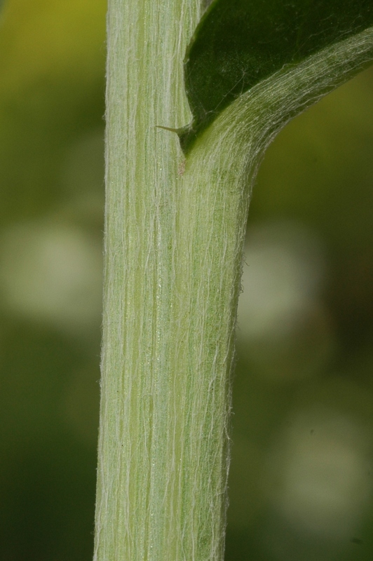 Изображение особи Cirsium arvense.