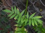 Valeriana officinalis