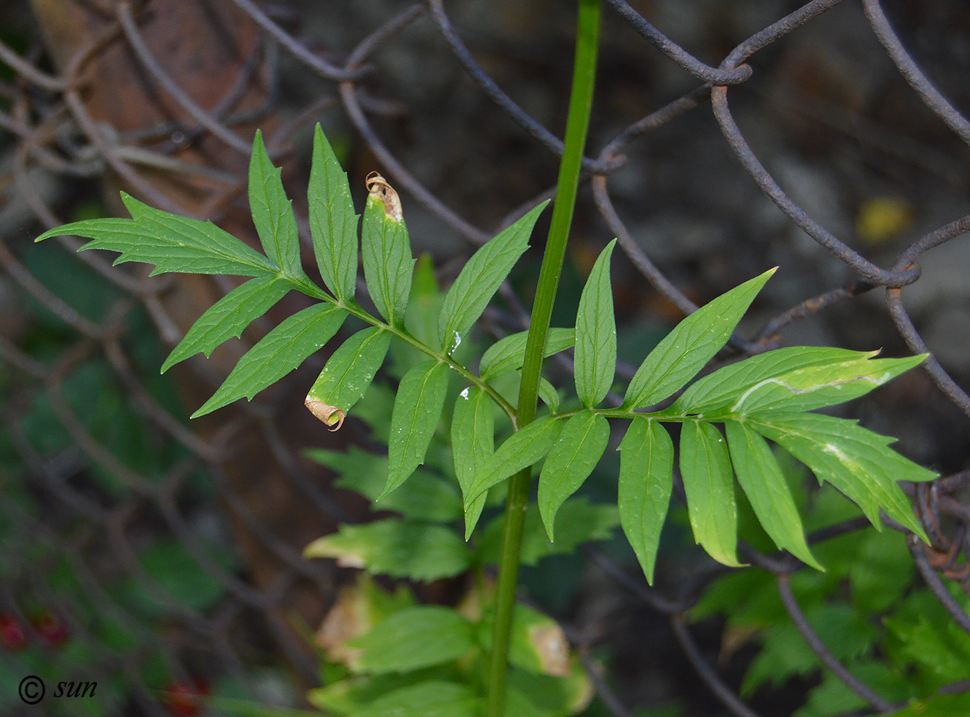 Image of Valeriana officinalis specimen.