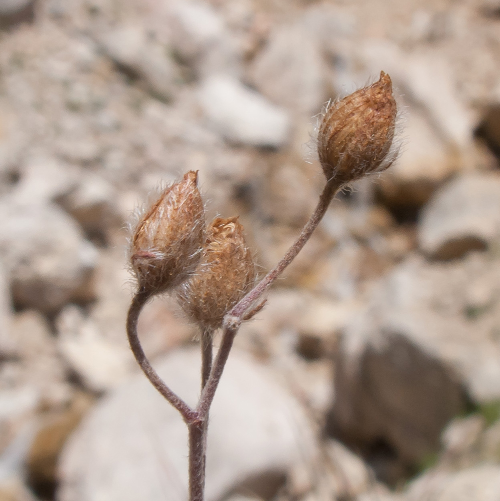 Image of Helianthemum buschii specimen.