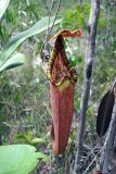 genus Nepenthes. Ловчий кувшинчик. Малайзия, штат Саравак, национальный парк \"Бако\". 30.04.2008.