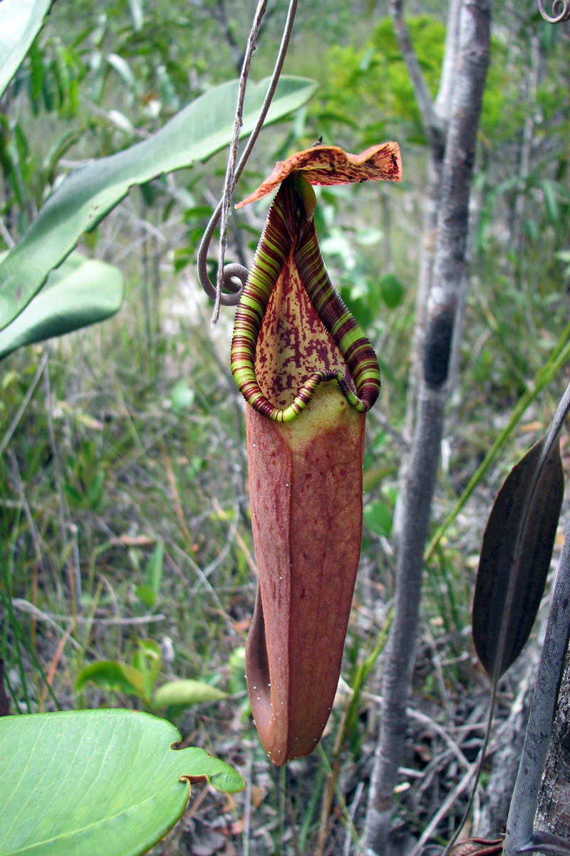 Изображение особи род Nepenthes.