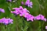 Linum hypericifolium