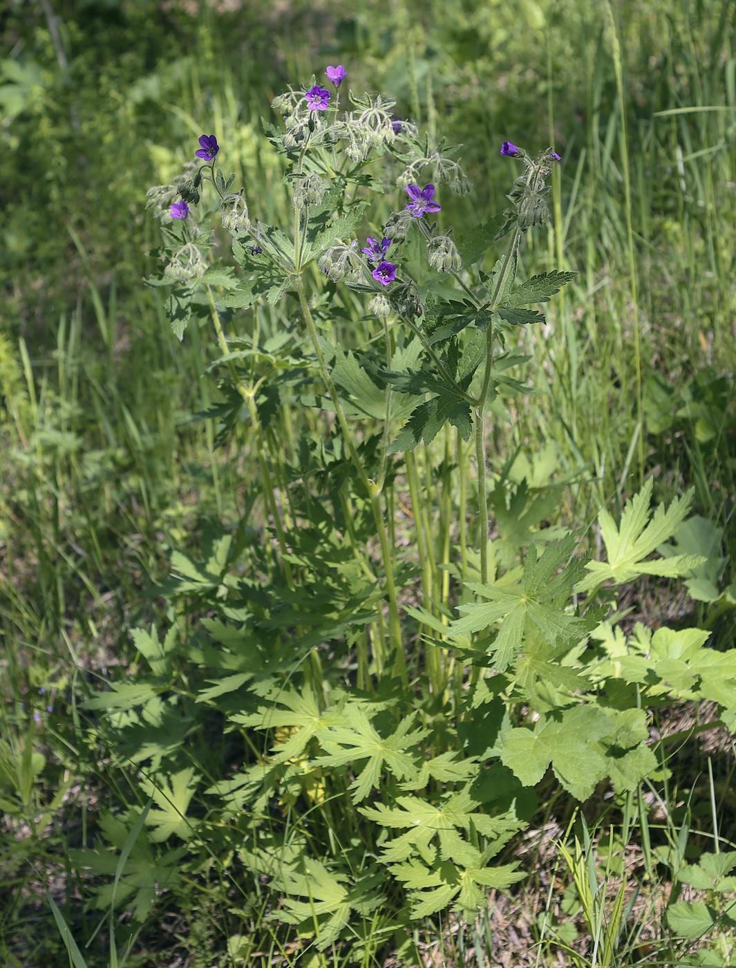 Изображение особи Geranium sylvaticum.