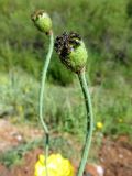 Papaver nudicaule