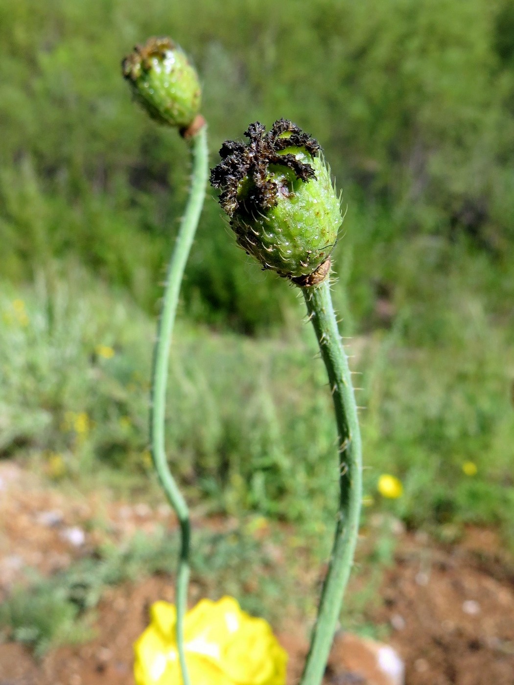 Image of Papaver nudicaule specimen.