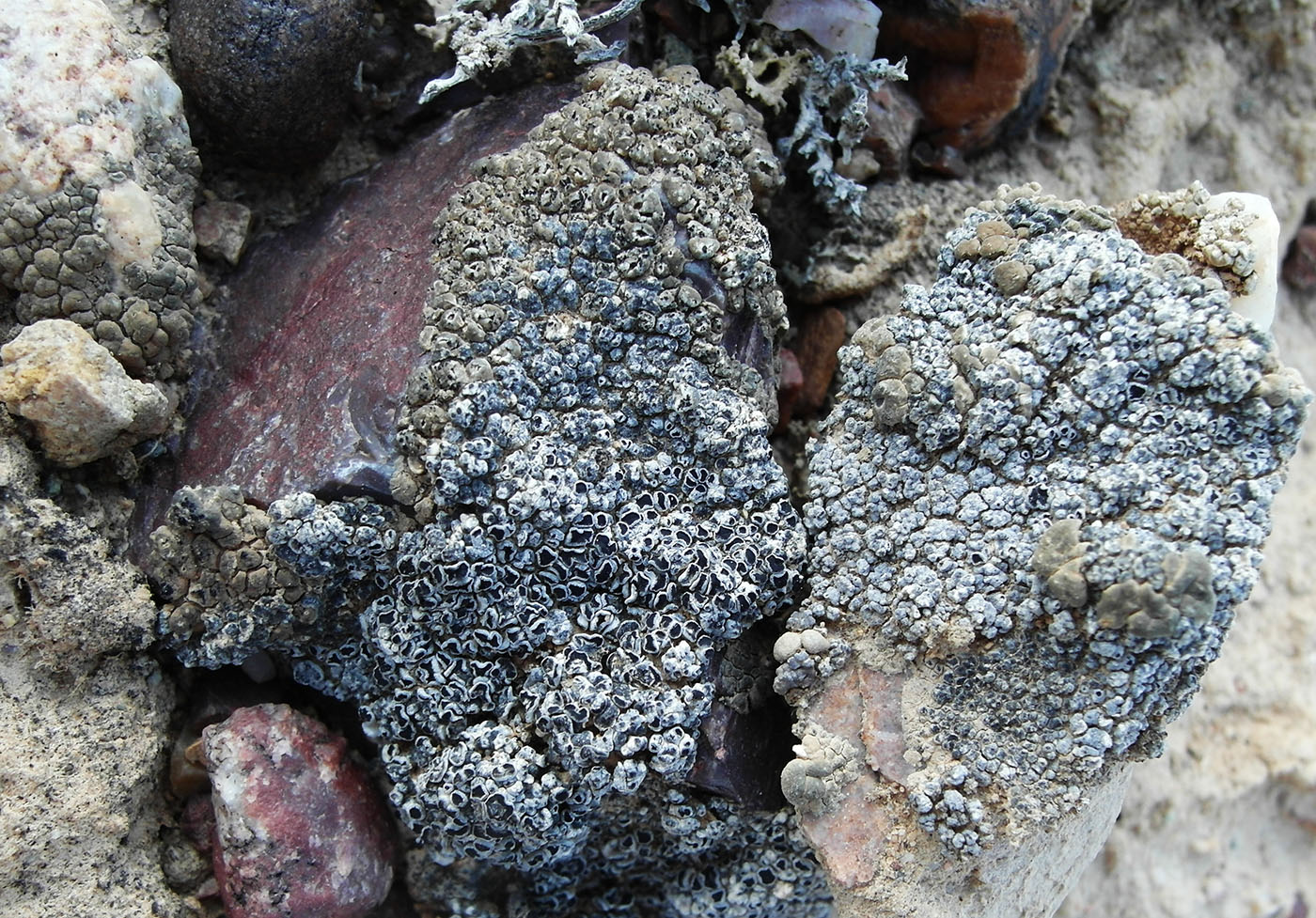 Image of Aspicilia caesiocinerea specimen.