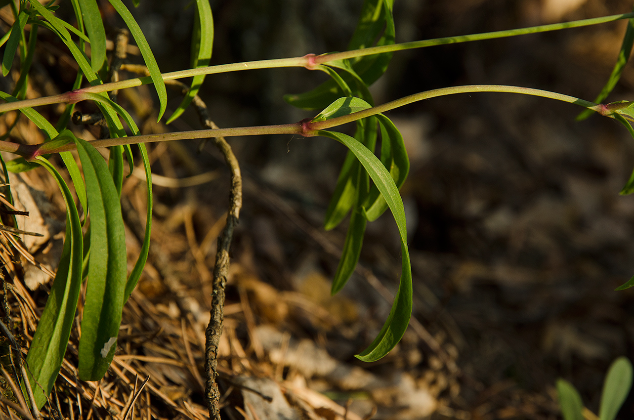 Image of Gypsophila altissima specimen.
