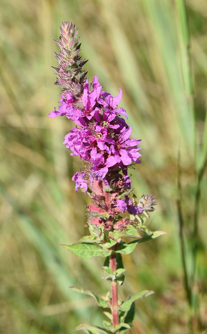 Image of Lythrum salicaria specimen.