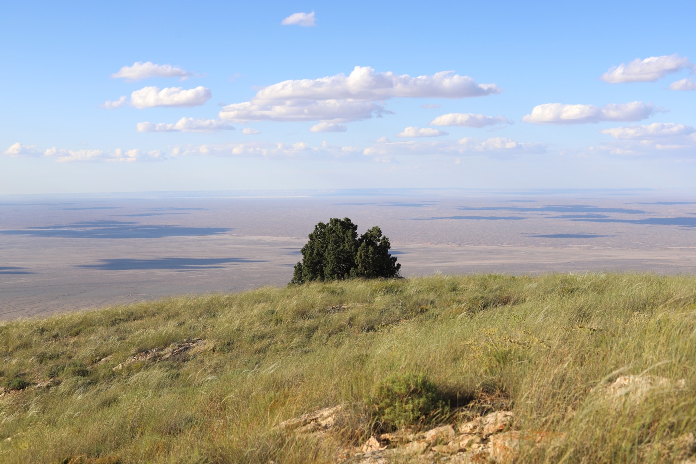 Image of Juniperus turcomanica specimen.