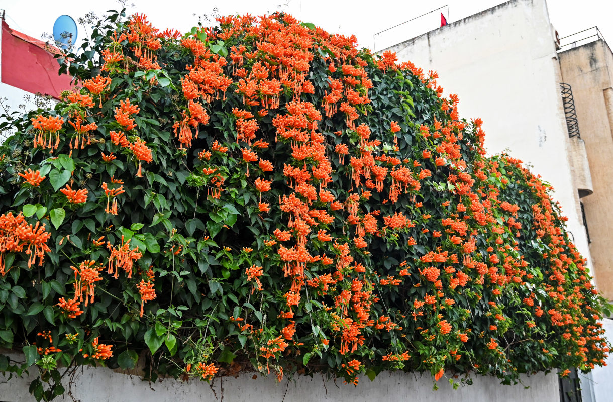Изображение особи Pyrostegia venusta.
