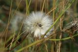 Sonchus humilis. Зрелое соплодие. Мурманская обл., Кандалакшский р-н, с. Ковда; губа Старцева, приморский луг. 05.08.2022.