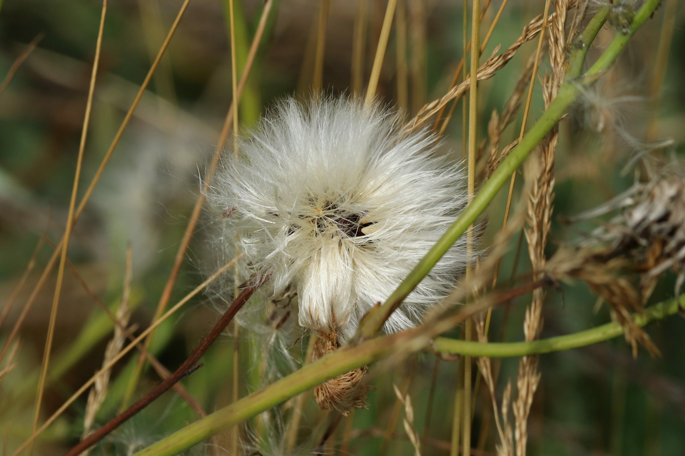 Image of Sonchus humilis specimen.