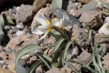 Tulipa biflora