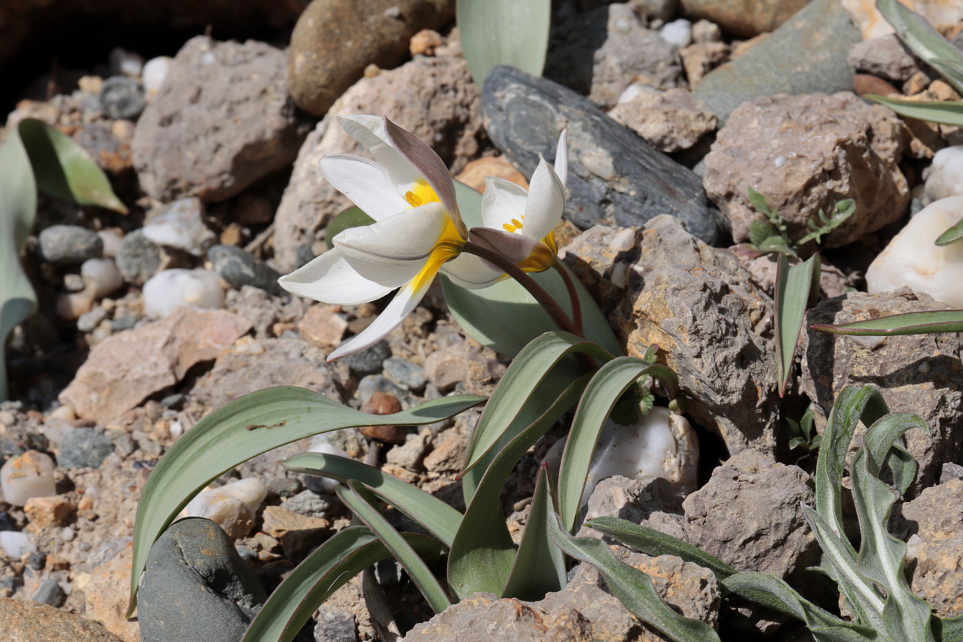 Image of Tulipa biflora specimen.