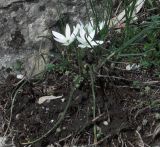 Ornithogalum navaschinii