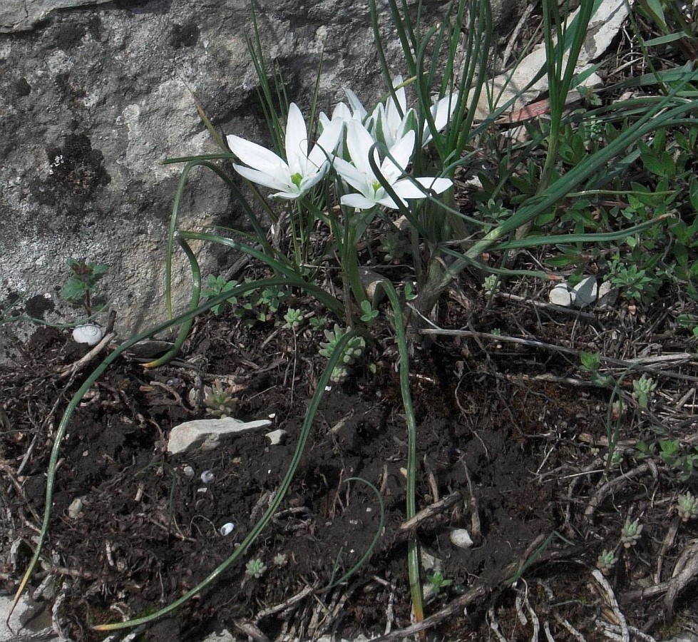 Image of Ornithogalum navaschinii specimen.