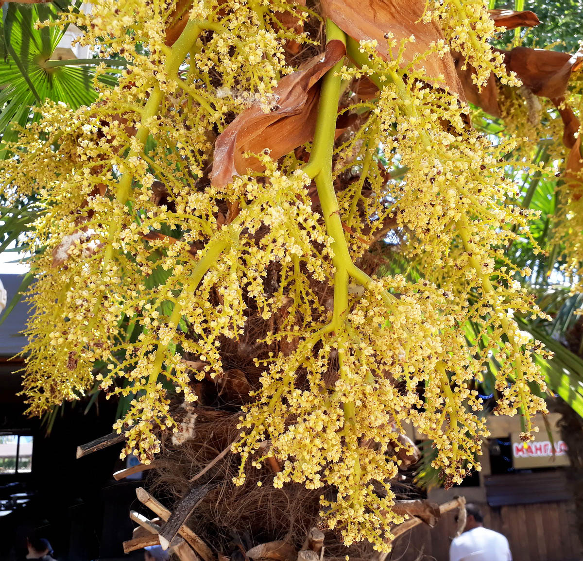 Image of Trachycarpus fortunei specimen.