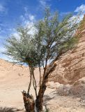 Vachellia nilotica. Цветущее растение. Египет, мухафаза Асуан, храмовый комплекс Абу-Симбел, каменисто-песчаная пустыня. 04.05.2023.