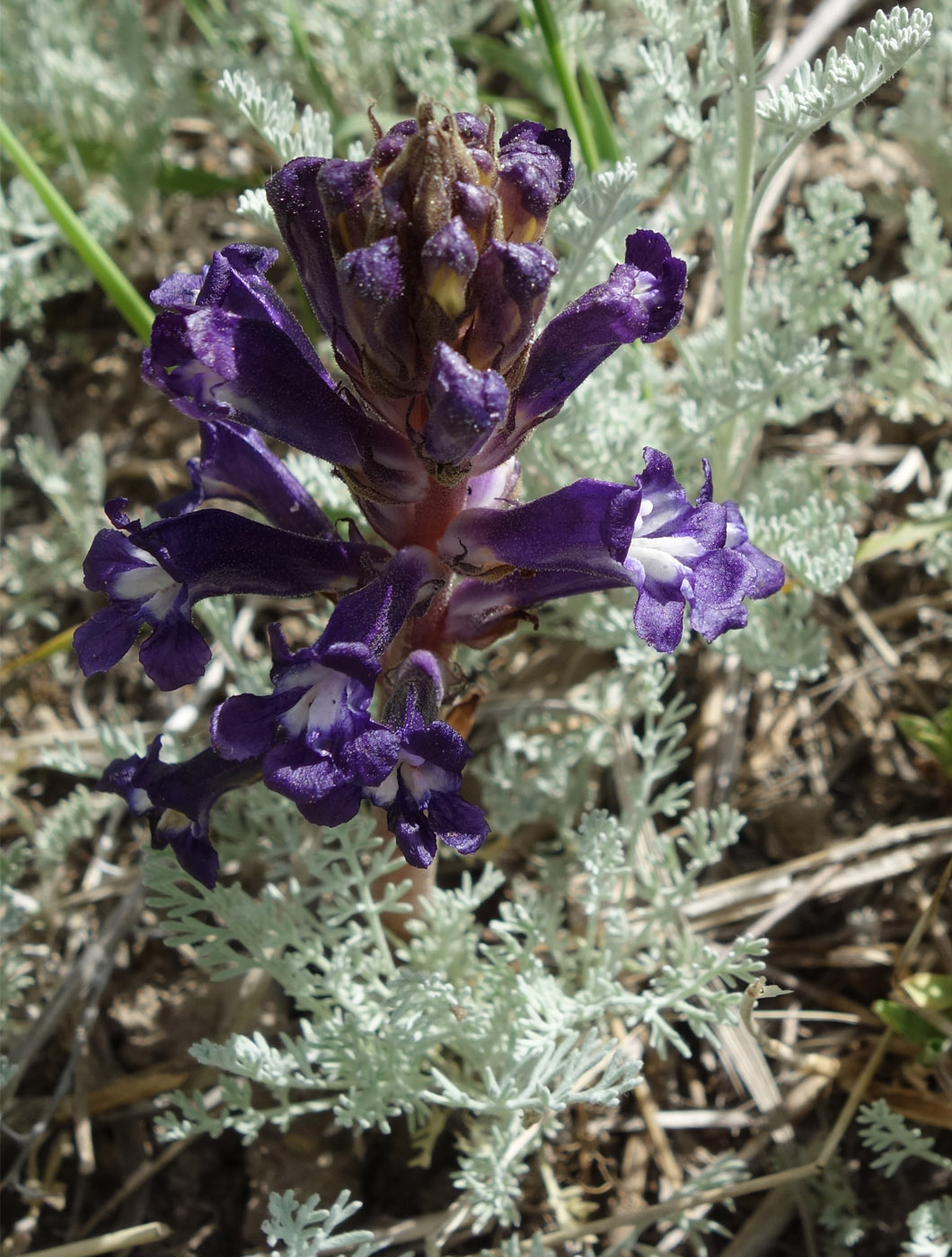 Image of Orobanche amoena specimen.