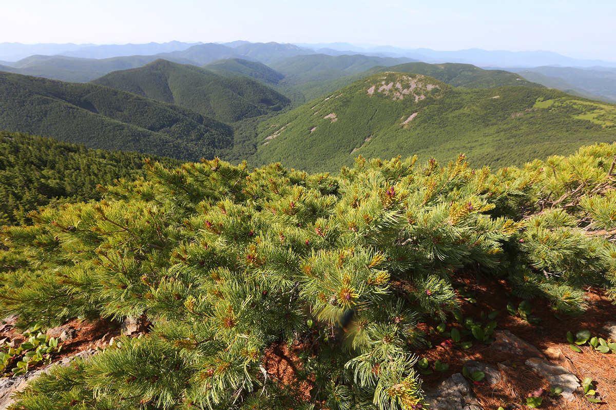 Изображение особи Pinus pumila.