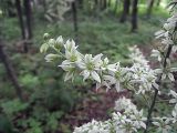 Veratrum dahuricum